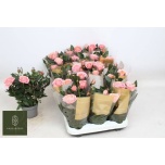 Rosa Potiroos adele kordana grande 10,5cm