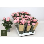 Rosa Potiroos adele kordana grande 10,5cm