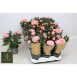 Rosa Potiroos adele kordana grande 10,5cm