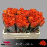 Roos 50cm Miss Lisa (Afriflora)