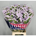Limonium Parkjuur S Tessa Lavender 80cm