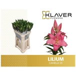 Lilium Liilia OR Canelli 85cm
