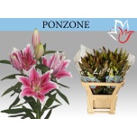 Lilium Liilia OR Ponzone 80cm