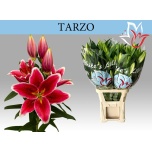 Lilium Liilia OR Tarzo 100cm