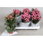 Kalanchoe blossfeldiana venus pink 13cm