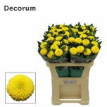 Chrysanthemum Krüsanteem BL Borg*10