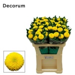 Chrysanthemum Krüsanteem Borg	
