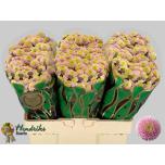 Chrysanthemum Krüsanteem SANTINI Jeanny Ros*25