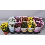 Chrysanthemum indicum grp milkshake gemengd 12cm