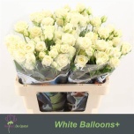 Kobarroos 60cm White Balloons