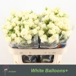 Kobarroos 70cm White Balloons