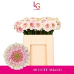 Gerbera MINI Dotti Malou*20