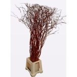 Salix Golden Curls 90cm (tk)