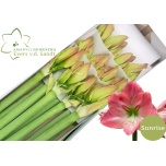 Hippeastrum Ratsuritäht Sunrise