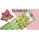 Hippeastrum Ratsuritäht Sunrise