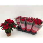 Euphorbia pulcherrima Christmas Universe 12cm