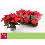 Euphorbia pulch Jõulutäht christmas universe 13cm