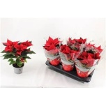 Euphorbia pulch Jõulutäht christmas universe 13cm