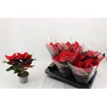 Euphorbia pulch Jõulutäht christmas universe 13cm