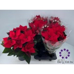 Euphorbia pulch Jõulutäht christmas universe 17cm