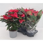 Euphorbia pulch Jõulutäht christmas universe 17cm