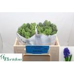 Hyacinthus Hüatsint Blue Jeans