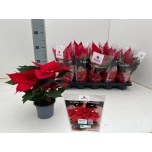 Euphorbia pulch Jõulutäht gloriette brilliant red 10,5cm