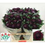 Chrysanthemum Krüsanteem BL Poker*10