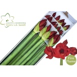 Hippeastrum Ratsuritäht Fire Flame