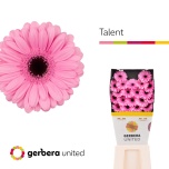 Gerbera MINI Diamond Talent*20