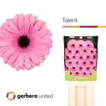 Gerbera MINI Diamond Talent*25