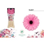 Gerbera MINI Talent Diamond*20