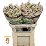 Limonium Parkjuur S Apricot Sun Birds 70cm