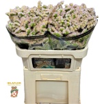 Limonium Parkjuur S Apricot Sun Birds 70cm