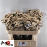 Limonium Parkjuur S Apricot Sun Birds 70cm