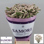 Limonium Parkjuur Apricot Sun Birds 80cm