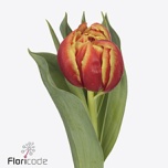 Tulp do Edition