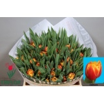 Tulp do Edition