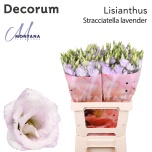 Eustoma Preeriakell Stracciate Lavender
