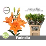 Lilium la farinella 90cm
