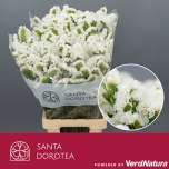 Limonium Parkjuur S Isa White 70cm