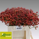 Rosa Kibuvits Magic Passoa 40cm