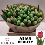 Tulp Asian Beauty