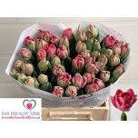 Tulp do Asian Beauty