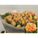 Tulp fr Brisbane