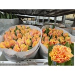 Tulp fr Brisbane