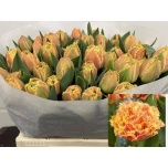 Tulp fr Brisbane