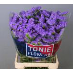 Limonium Parkjuur S Martine Blue 80cm