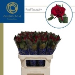 Roos 70cm Red Tacazzi (Zuurbier & Co Int.)