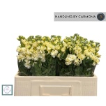 Matthiola Levkoi Iron D Yellow 50cm